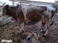 母牛, Simmental cattle — 照片 4