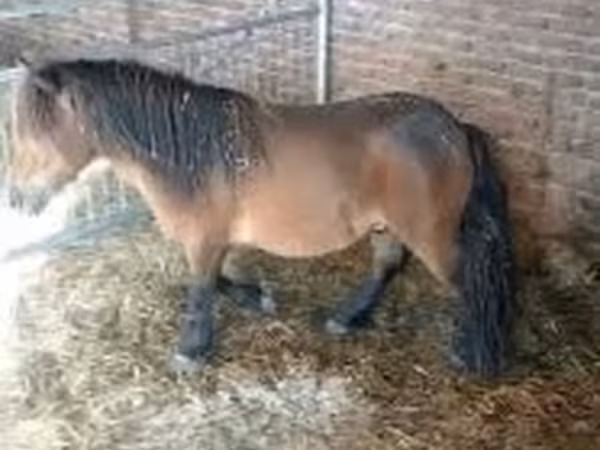 雄馬, 馬
