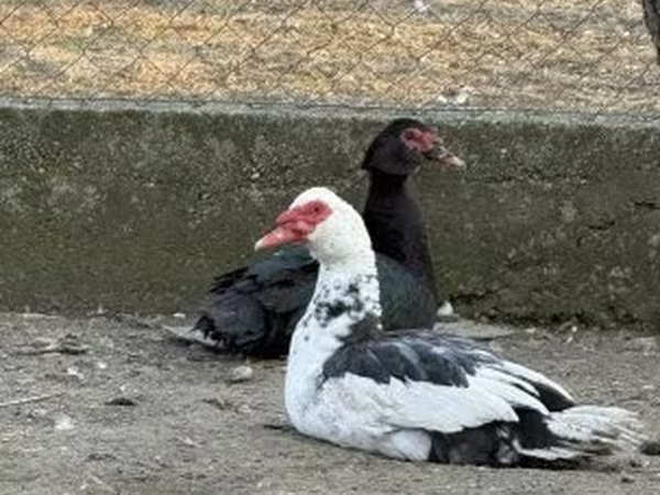 Ducks