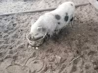 公猪, Pigs — 照片 1