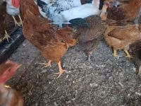 Chickens — Foto 2
