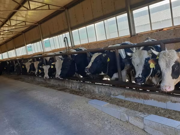 Buğa, Russian Black pied cattle