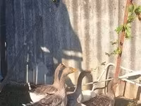 Geese — foto 1