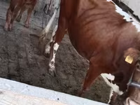 Krowa, Simmental cattle — zdjęcie 5