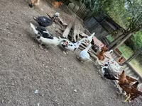 Ducks — fotografija 4