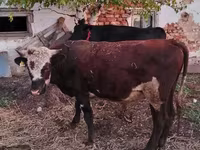 Бұқа, Simmental cattle — 2-сурет