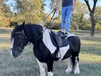 雌馬, Gypsy horse — 写真 3