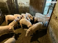 मादा सूअर, सूअर — फ़ोटो 1