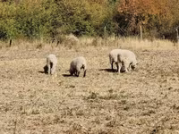 Вівця, White Suffolk sheep — фото 6