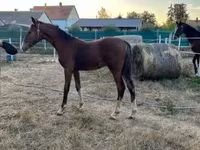 Айғыр, Dutch warmblood horse — 8-сурет