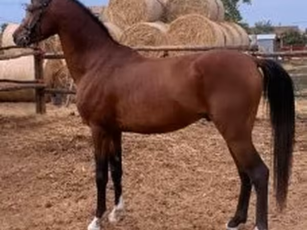 Pastuv, Shagya