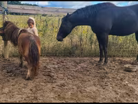 Kobila, Appaloosa — fotografija 1