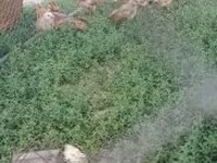 Chickens — foto 3