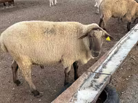 Ovan, Hampshire sheep — fotografija 1