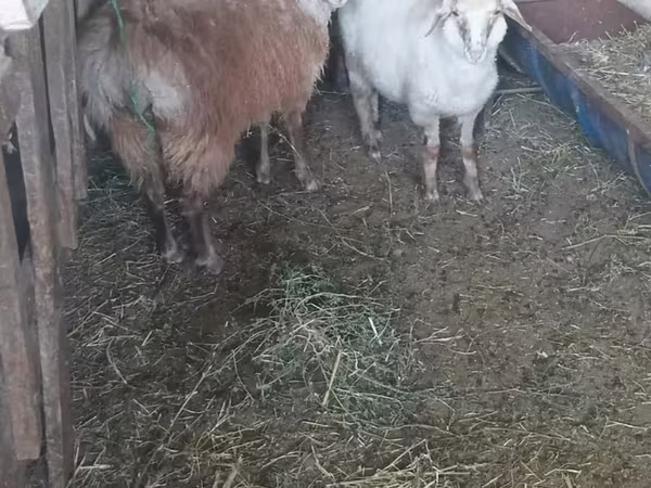 Bélier, Moutons