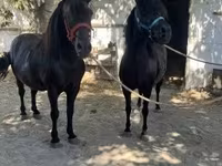 Jument, Chevaux — photo 6