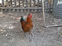 Chickens — Foto 5