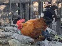 Chickens — 照片 2