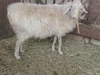 Sheep, Sheep — photo 4
