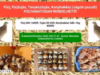 Quails — फ़ोटो 1