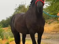 Égua, Cavalos — foto 3