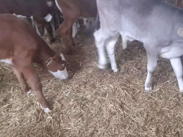 Bik, Simmental cattle