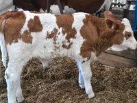 Бұқа, Simmental cattle — 3-сурет