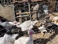 Turkeys — foto 3