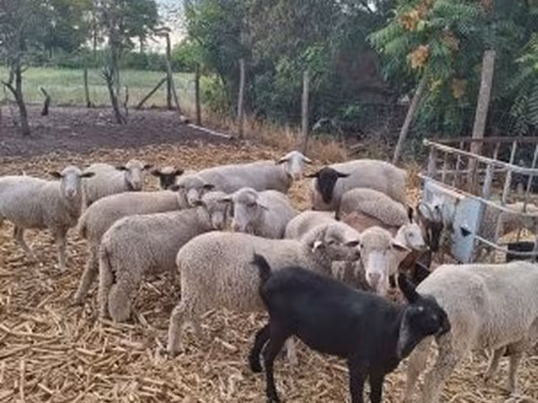 公羊, Sheep