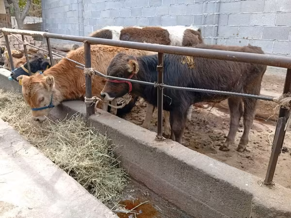 Buqa, Swiss cattle