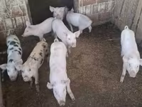 Säue, Schweine — Foto 4