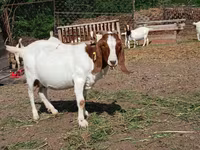 Ziegenbock, Boer goat — Foto 4