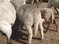公羊, Merino sheep — 照片 5