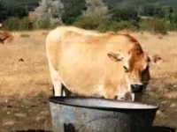 Vache, Race Jersey — photo 3