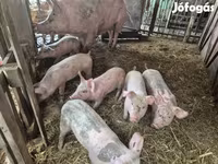 猪（批次，未指定性别）, Pigs — 照片 1