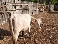 Vaca, Charolais cattle — foto 3