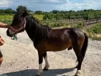 公马, Horses — 照片 4