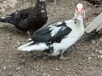 Ducks — Foto 5