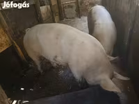Säue, Schweine — Foto 8