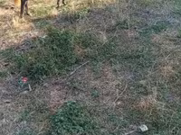 At, Atlar — foto 2