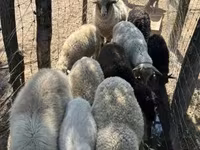 Sheep, Merino sheep — photo 4