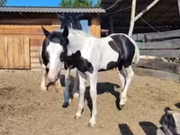 घोड़ा, Gypsy horse — फ़ोटो 6