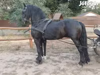 Pastuv, Friesian — fotografija 2
