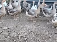 Geese — Foto 1