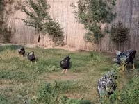 Chickens — الصورة 3