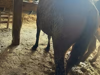 Kobyła, Konie — zdjęcie 1