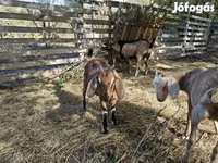 عنزة, Nubian Goat — الصورة 4