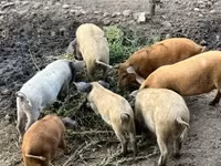 خنزير ذكر — الصورة 1