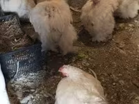Chickens — zdjęcie 5