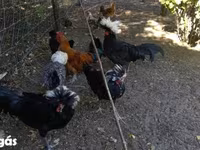 Chickens — फ़ोटो 2